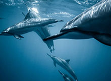 如果吴迪韩馨蕴也来“一球致胜” 能拿百万巨奖吗？